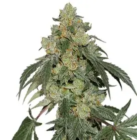 Cookies Fast Feminised Seeds | Seed Stockers