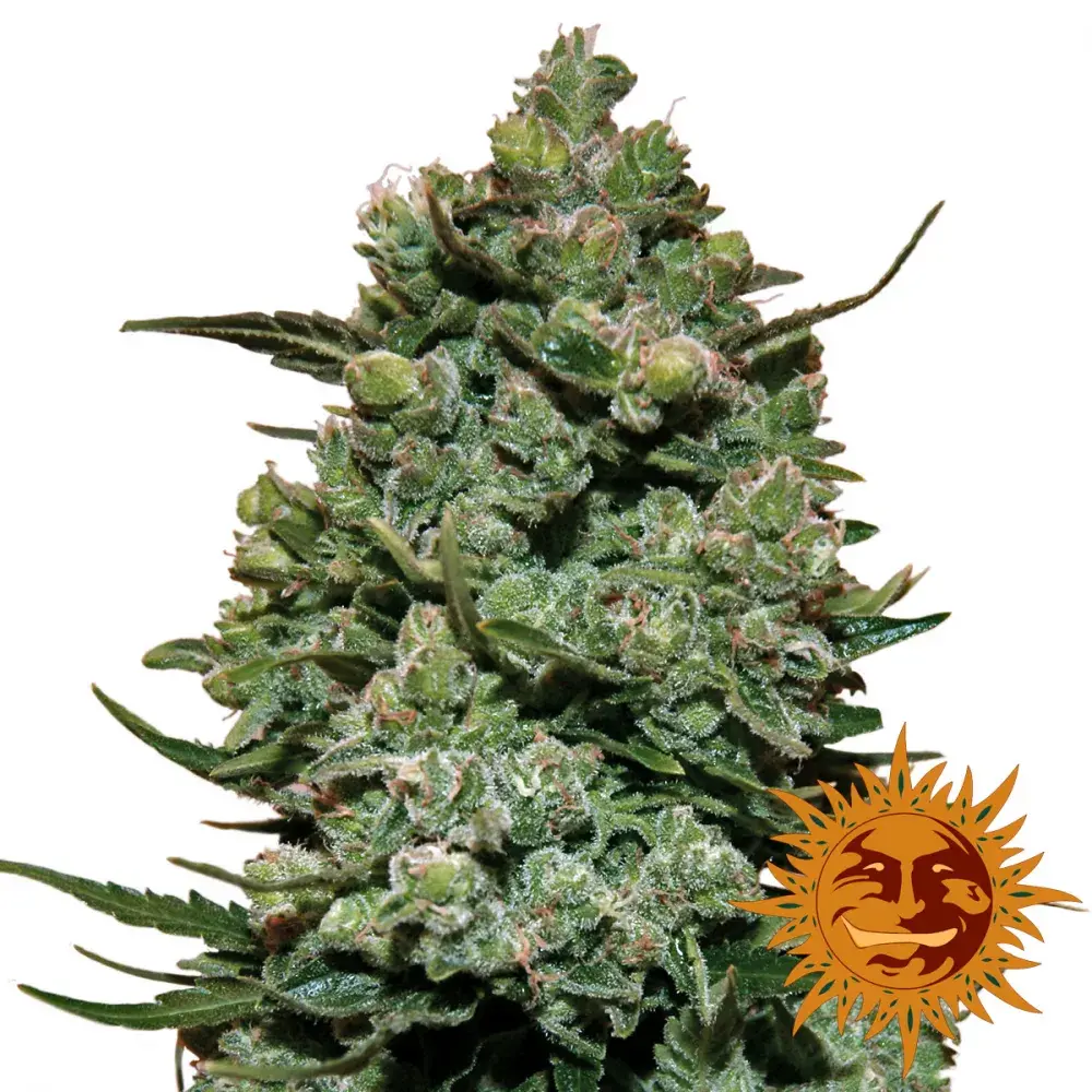 Cookies Kush Feminised Cannabis Seeds | Barney's Farm