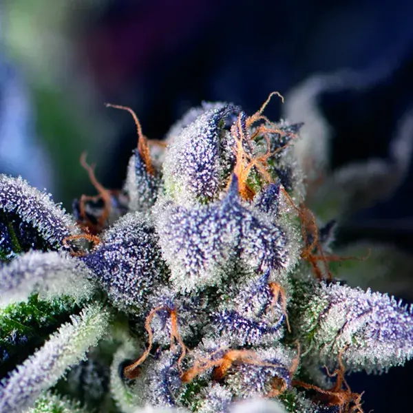 Cookies Feminised Cannabis Seeds | Pyramid Seeds USA Range