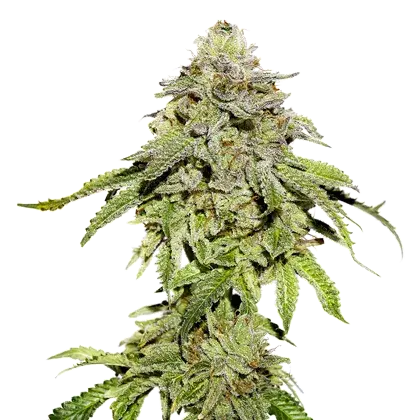 Cookies and Cream Feminised Cannabis Seeds | Seed Stockers