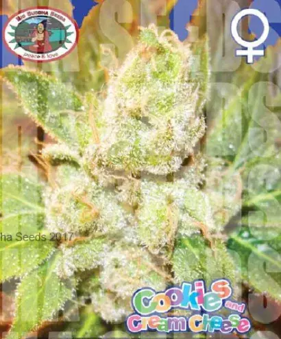 Cookies and Cream Cheese Feminised Cannabis Seeds | Big Buddha Seeds 