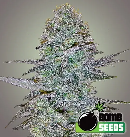 Cosmic Bomb Auto Feminised Cannabis Seeds | Bomb Seeds 