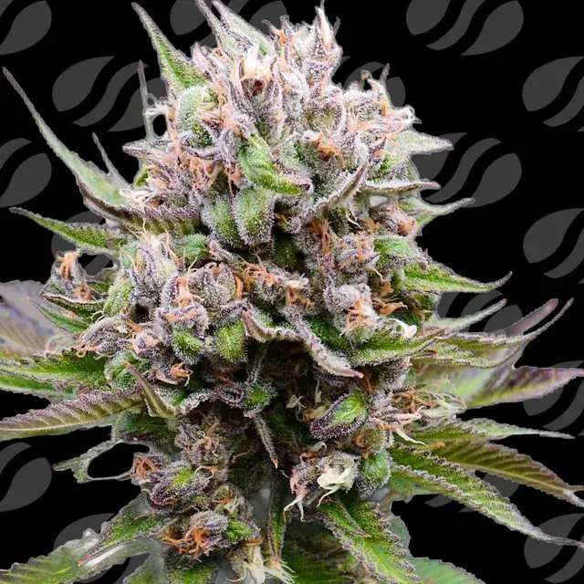 Cotton Berry Rush Auto Feminised Cannabis Seeds | Original Sensible Seeds.
