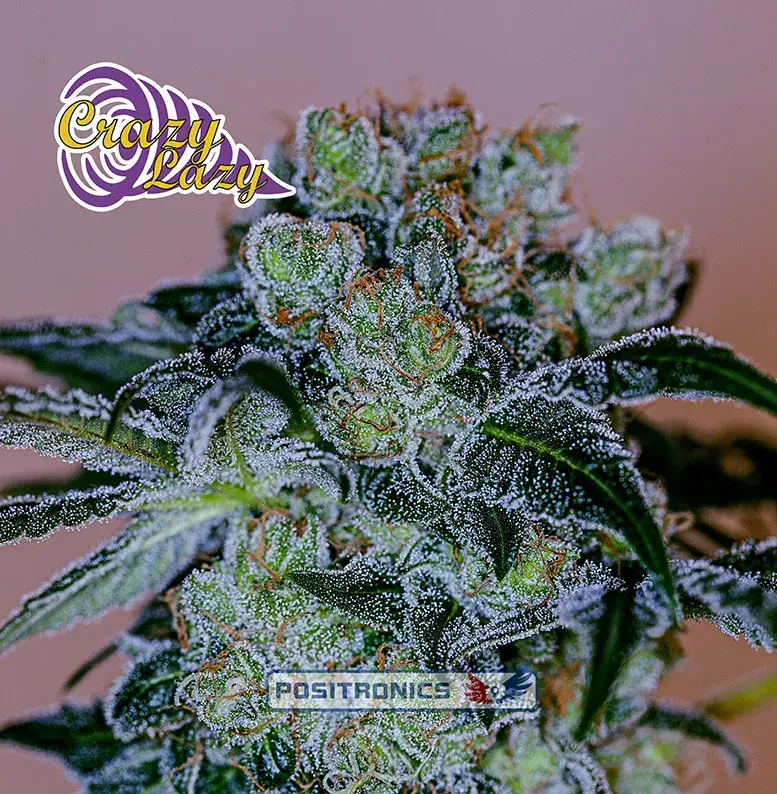 Crazy Lazy Feminised Cannabis Seeds | Positronics