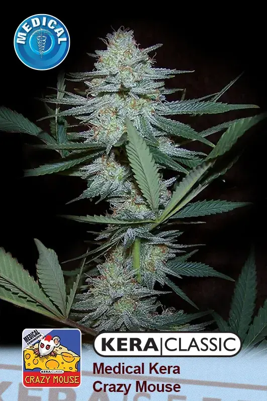 Medical Crazy Mouse (Medical Cheese) Feminised Cannabis Seeds | Kera Seeds