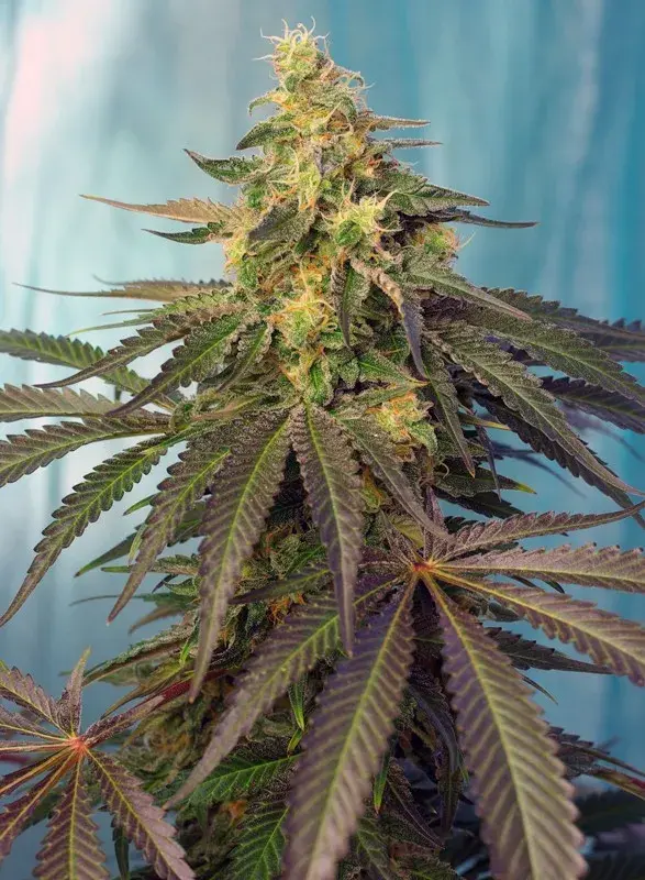 Cream Caramel CBD Feminised Cannabis Seeds | Sweet Seeds