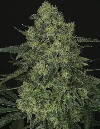 Criminal + Feminised Cannabis Seeds