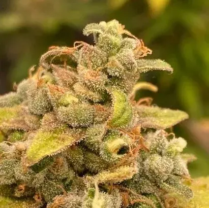 Critical Banana Smoothie Auto - Tastebudz