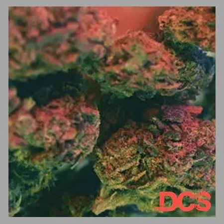 Critical Auto Feminised Cannabis Seeds | Feminized Seeds
