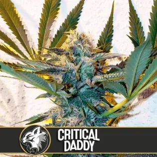 Critical Daddy Purple Feminised Cannabis Seeds | Blim Burn America