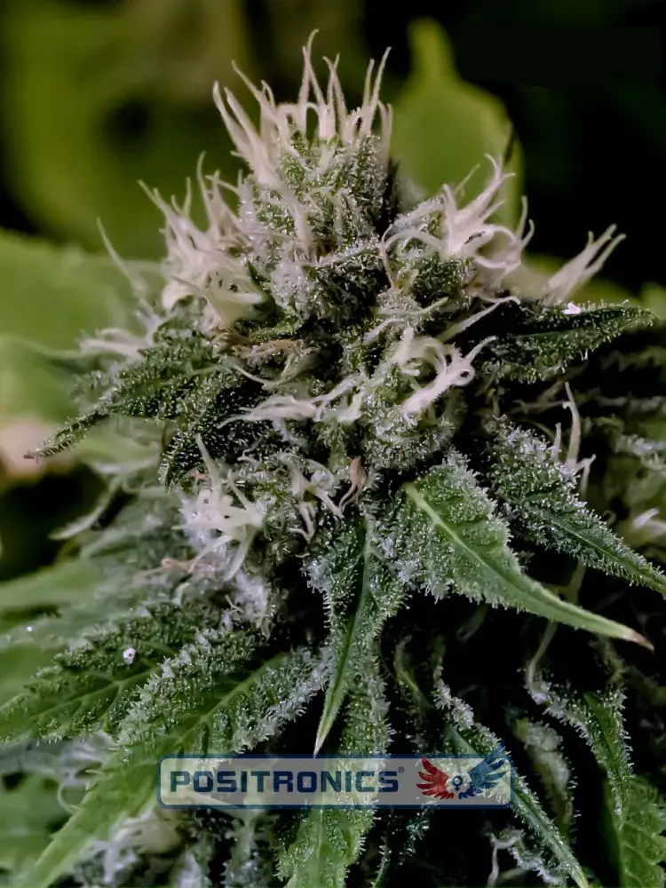 Critical Express Auto Feminised Cannabis Seeds | Positronics