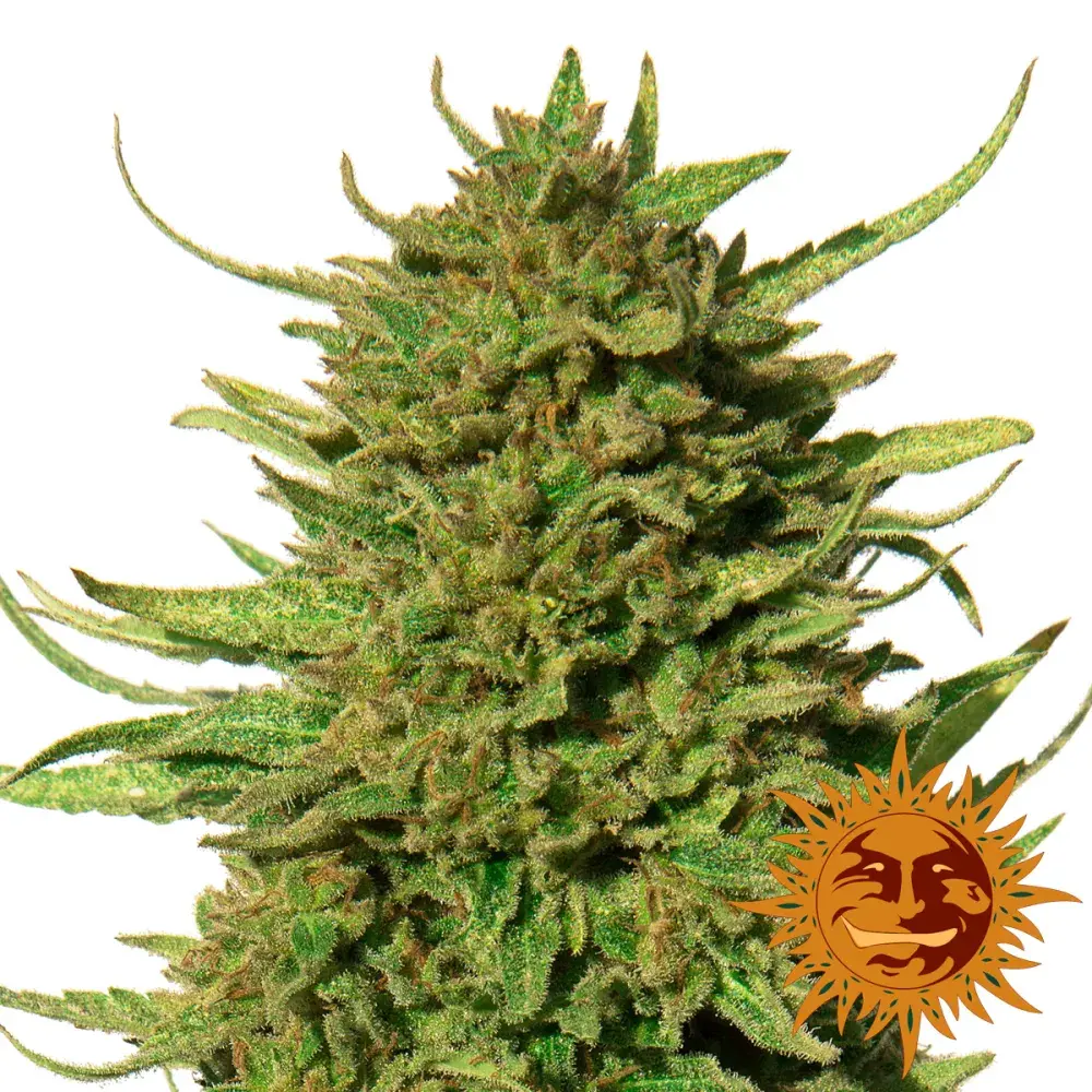 Critical Kush Feminised Cannabis Seeds | Barney's Farm