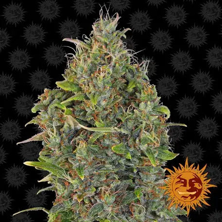 Critical Kush Auto Feminised Cannabis Seeds | Barney's Farm