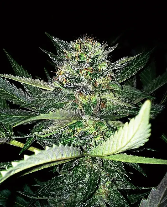 Critical Lights Feminised Cannabis Seeds | Expert Seeds
