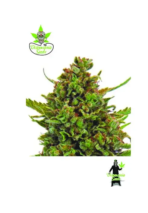 Critical M Feminised Cannabis Seeds | Dispensario Seeds