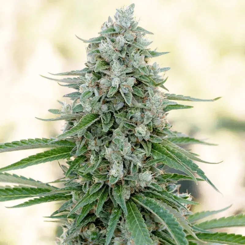 Critical Mango Cannabis Seeds - Silent Seeds.