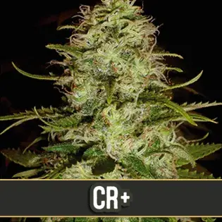 CR+ Feminised Cannabis Seeds | Blim Burn Seeds 