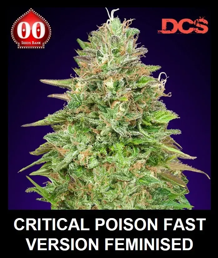 Critical Poison Fast V Feminised Cannabis Seeds | OO Seeds