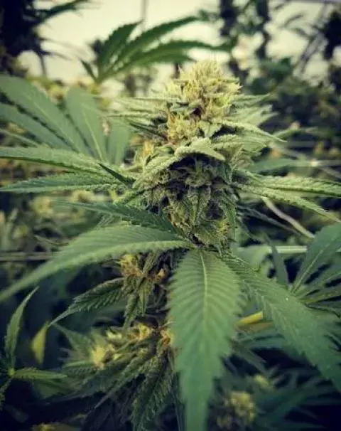 Critical Sour Feminised Cannabis Seeds | Female Seeds