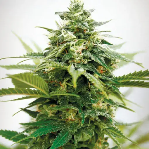 Critical XXL Feminised Cannabis Seeds | Garden of Green