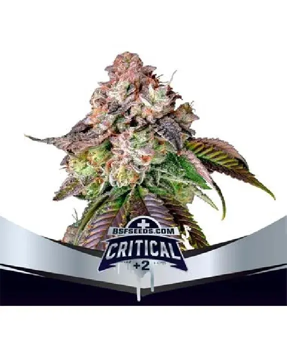Critical +2 Feminised Cannabis Seeds - BSF Seeds Feminised Cannabis Seeds - BSF Seeds