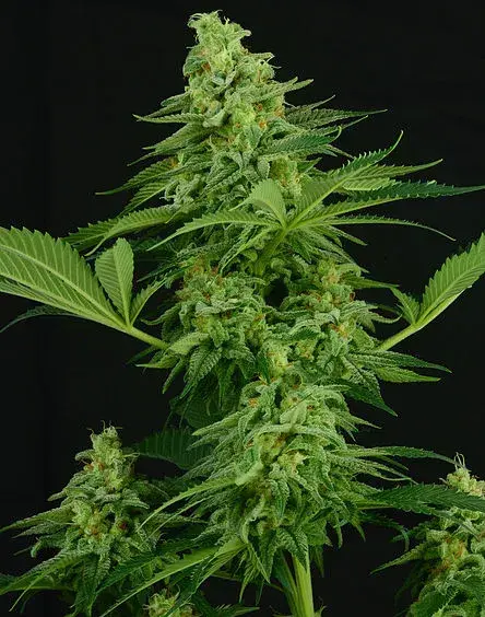 Moonshine Mass Feminised Cannabis Seeds| Critical Mass Collective Seeds