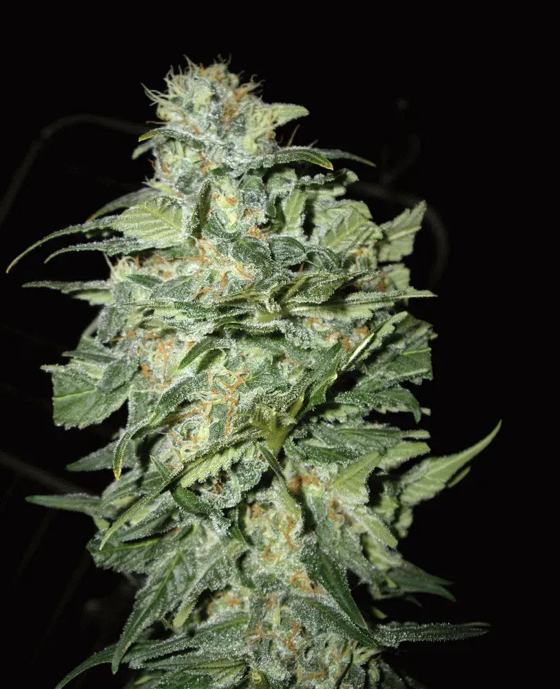 Crop Circle Auto Feminised Cannabis Seeds | Cream Of The Crop