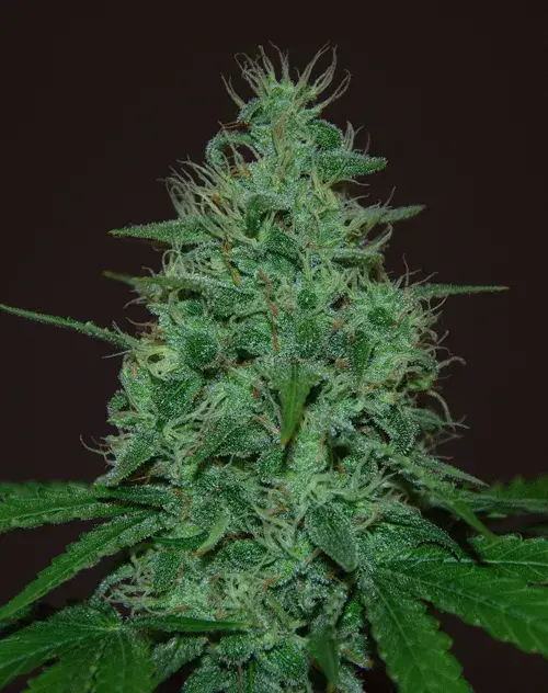 Cropical Fruit Auto Feminised Cannabis Seeds | Cream Of The Crop
