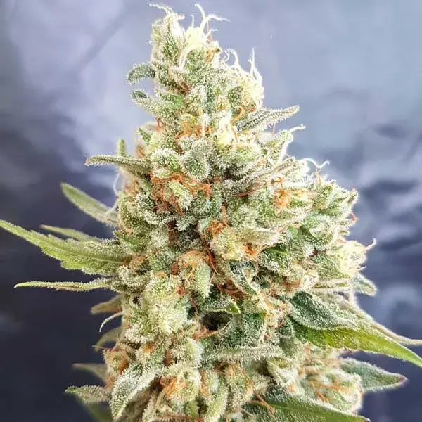 Crystal Dwarf Auto Feminised Cannabis Seeds