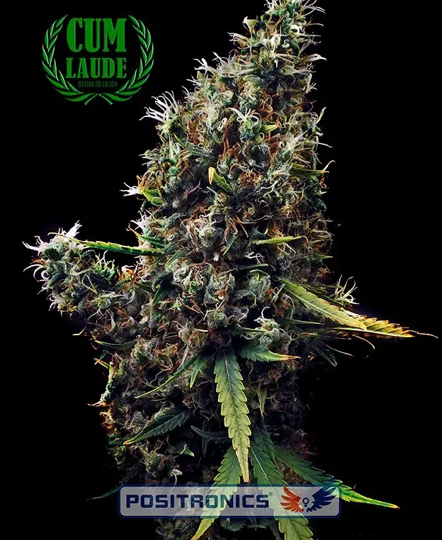 Cum Laude Feminised Cannabis Seeds | Positronics