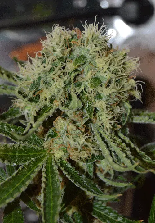 Custard Cream Feminised Cannabis Seeds | Cream Of The Crop