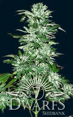 Cyclops Auto Feminised Cannabis Seeds | 7 Dwarf Seeds