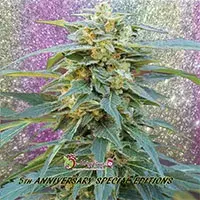 D.K. Won Feminised Cannabis Seeds | Dr Krippling