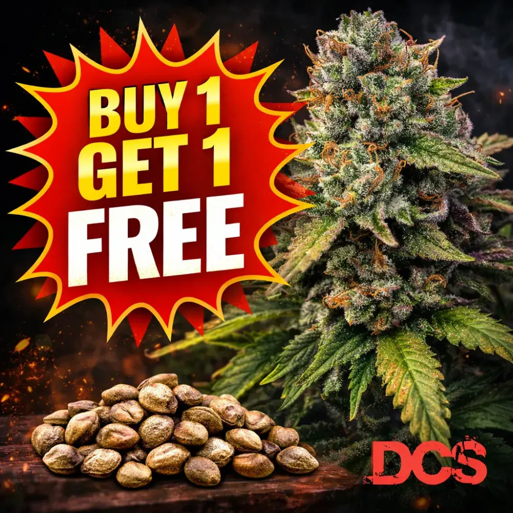 The BULK Feminised Cannabis Seeds - Discount Cannabis Seeds