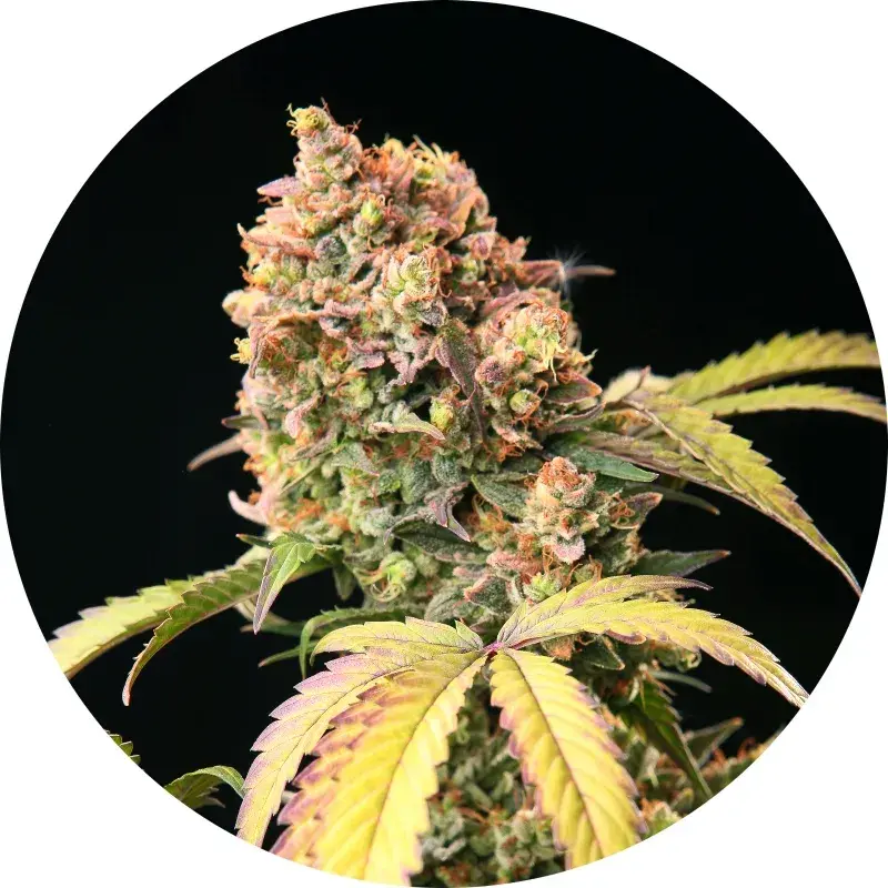 Demon Auto Tao Regular Cannabis Seeds