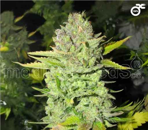 Devil Fruit Feminised Cannabis Seeds
