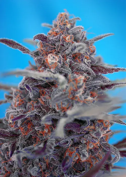Auto Devil Cream Feminised Cannabis Seeds | Sweet Seeds