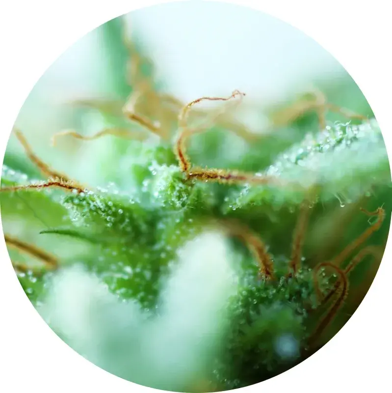 Dr Tao Sativa Regular Cannabis Seeds