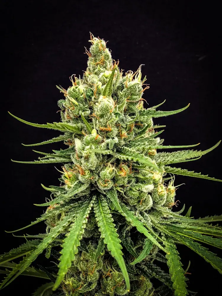 Dairy Queen Regular Cannabis Seeds | TGA Seeds