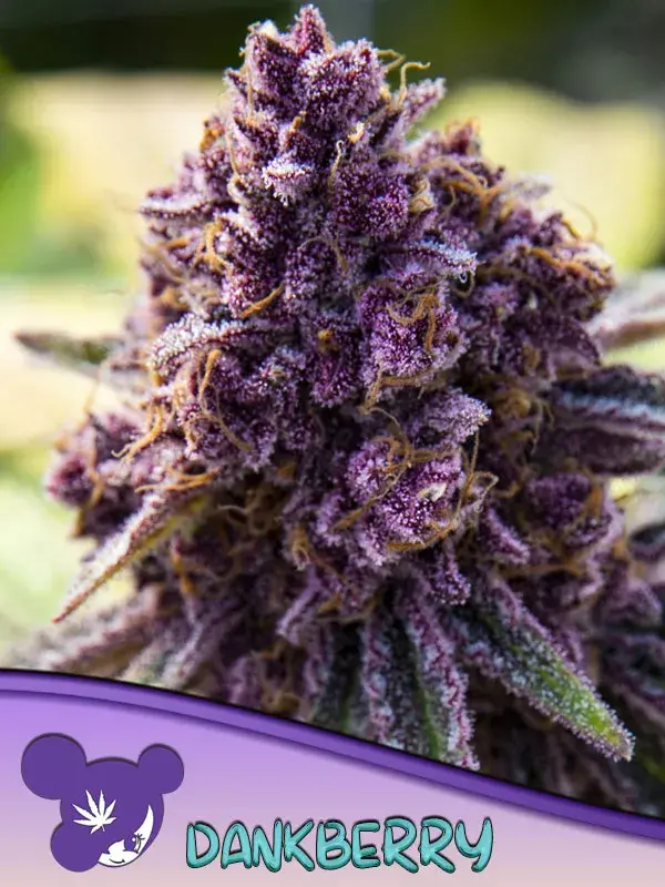Dankberry Feminised Cannabis Seeds - Anesia Seeds