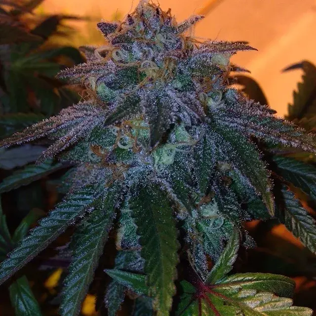 Chocolate Stardawg Regular Cannabis Seeds | Dankonomics Genetics