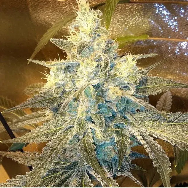 Strawberry Dawg Regular Cannabis Seeds | Dankonomics Genetics