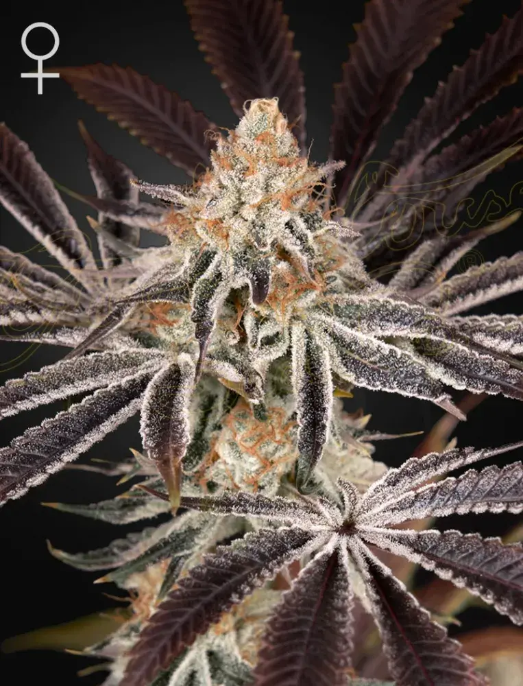 Dark Phoenix Feminised Cannabis Seeds | Green House Seeds