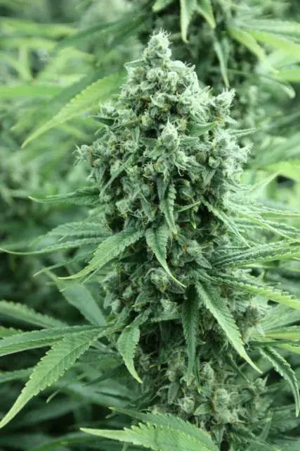 Dazy Jones Regular Cannabis Seeds | Devil’s Harvest Seeds