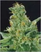 Merlin's Dream Regular Cannabis Seeds