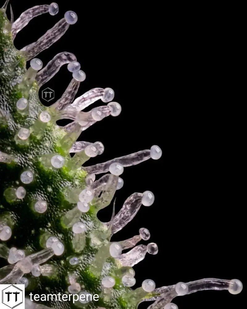 Deadlights Regular Cannabis Seeds | TGA Seeds 