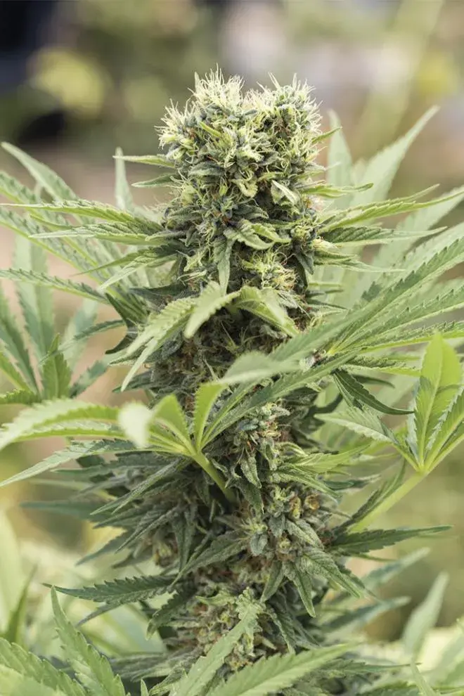 Dedoverde Haze Feminised Cannabis Seeds | Humboldt Seeds Organisation