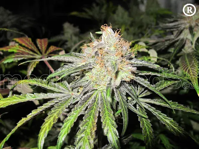 Deep Neville REGULAR Cannabis Seeds