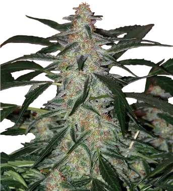 Deimos Auto Feminised Cannabis Seeds | Buddha Seeds