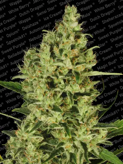 Delahaze Feminised Cannabis Seeds | Paradise Seeds